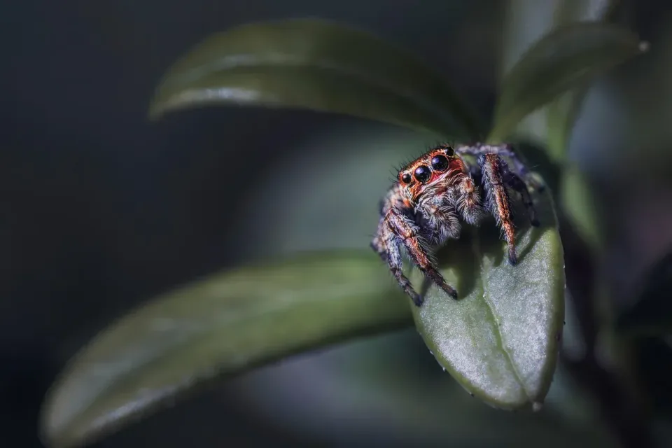 Jumping Spider — Pest Control