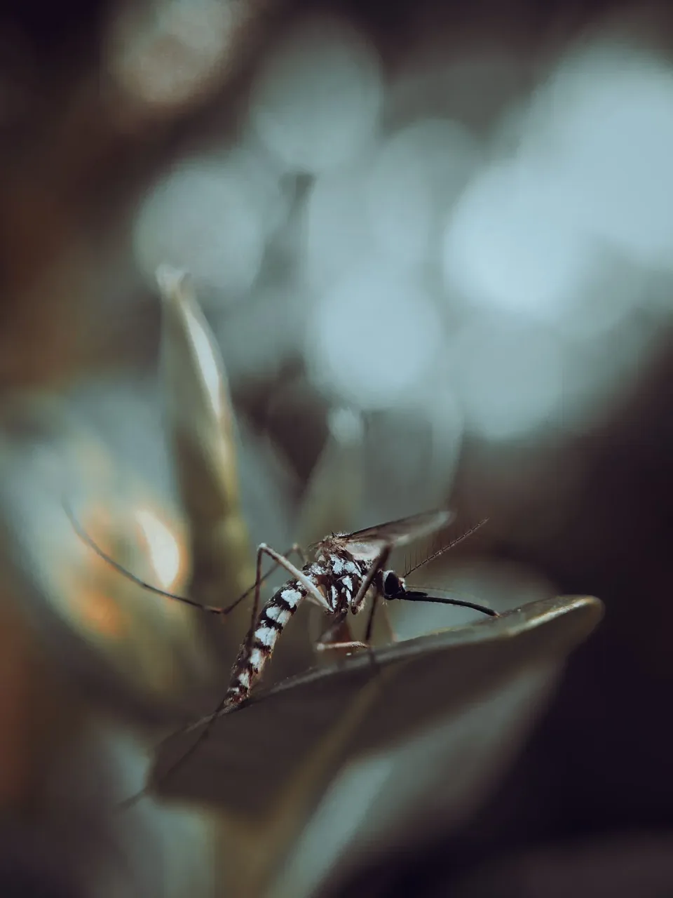 Mosquito — Pest Control