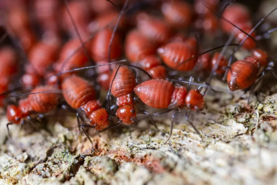 Termites — Pest Control